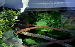 Gecko reptiles for sale: Crested gecko - Advert 2