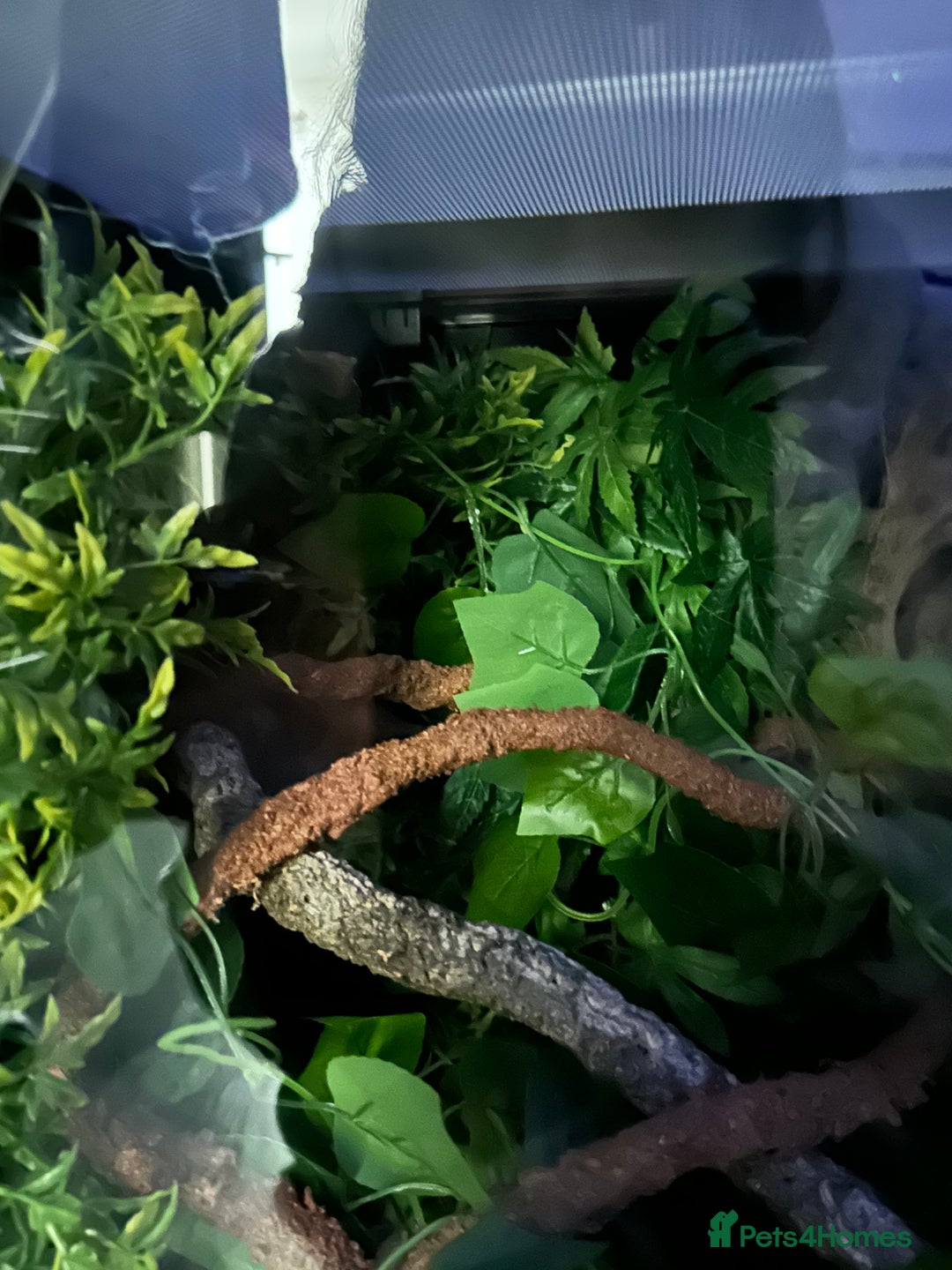 Gecko reptiles for sale: Crested gecko - Advert 2