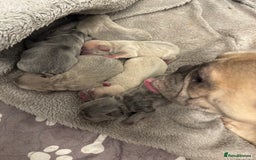 French Bulldog dogs for sale: Hello Pumpkin KC Frenchie Bulldogs A* Ready Soon! - Image 29