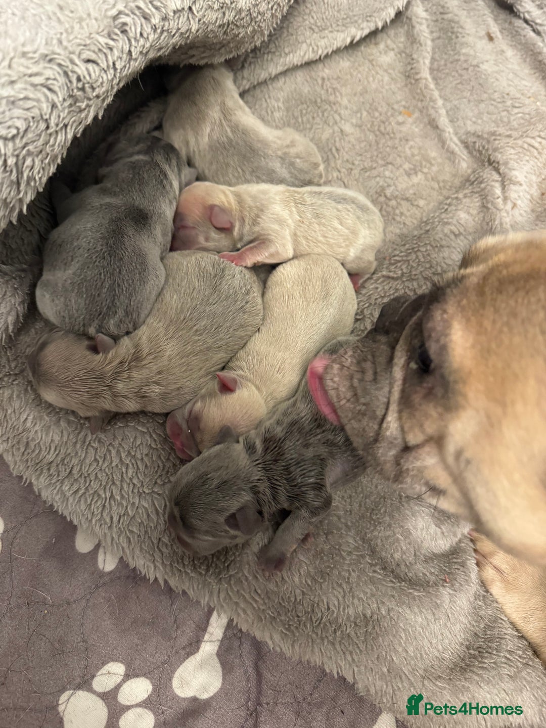 French Bulldog dogs for sale: Hello Pumpkin KC Frenchie Bulldogs A* Ready Soon! - Image 29