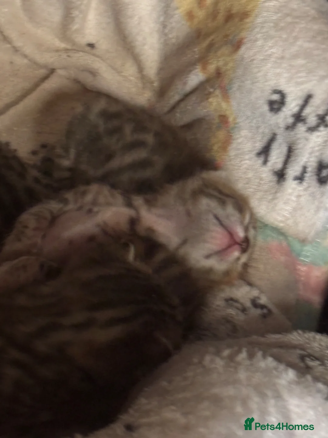 Bengal cats for sale: Gorgeous brown spot bengal kittens  - Advert 2