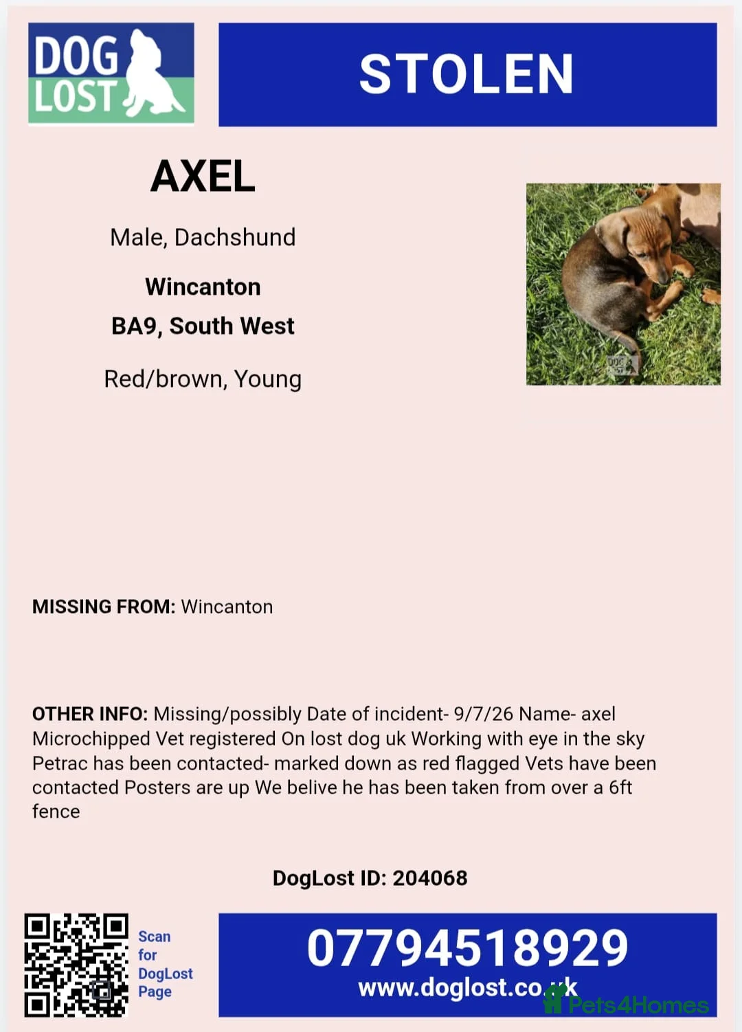 Dachshund dogs for sale: STOLEN  - Advert 2