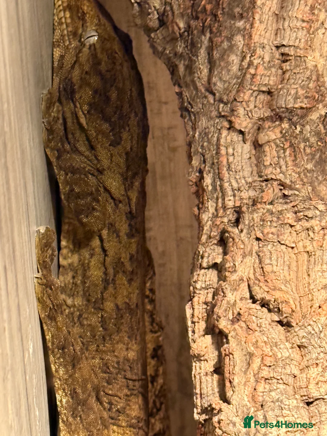 Lizard reptiles for sale: Dark Morph Baby Leachianus Geckos  Dark Morph  - Advert 8