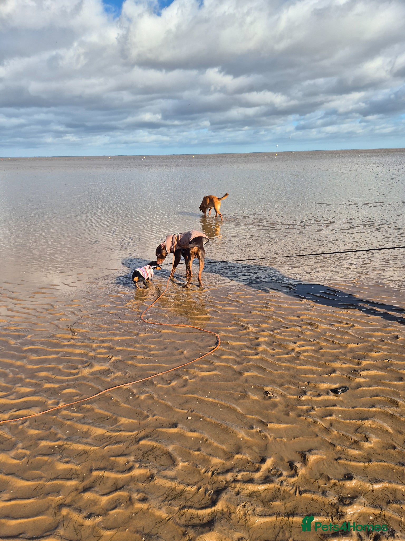 Dachshund dogs for sale: Female in Doncaster - Advert 5