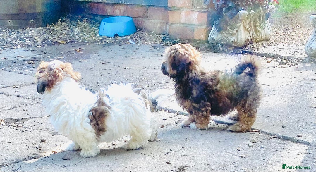 Shih Tzu dogs for sale: 🌟 HAPPY TEDDY BEAR MALSHI-POO PUPS - Image 6