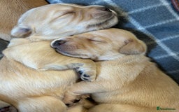Cocker Spaniel dogs for sale: Working Cocker Spaniel Puppies  - Image 6