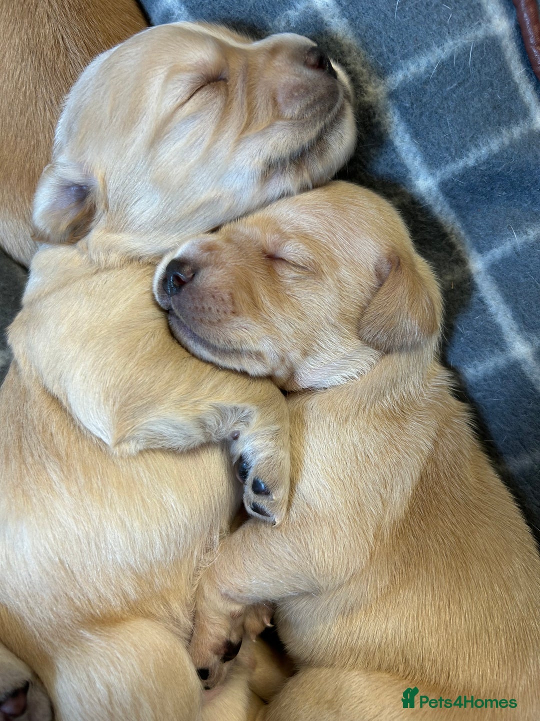 Cocker Spaniel dogs for sale: Working Cocker Spaniel Puppies  - Image 6