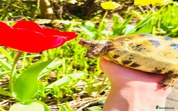 Tortoise reptiles for sale: Selling my beautiful Russian tortoise. - Image 2