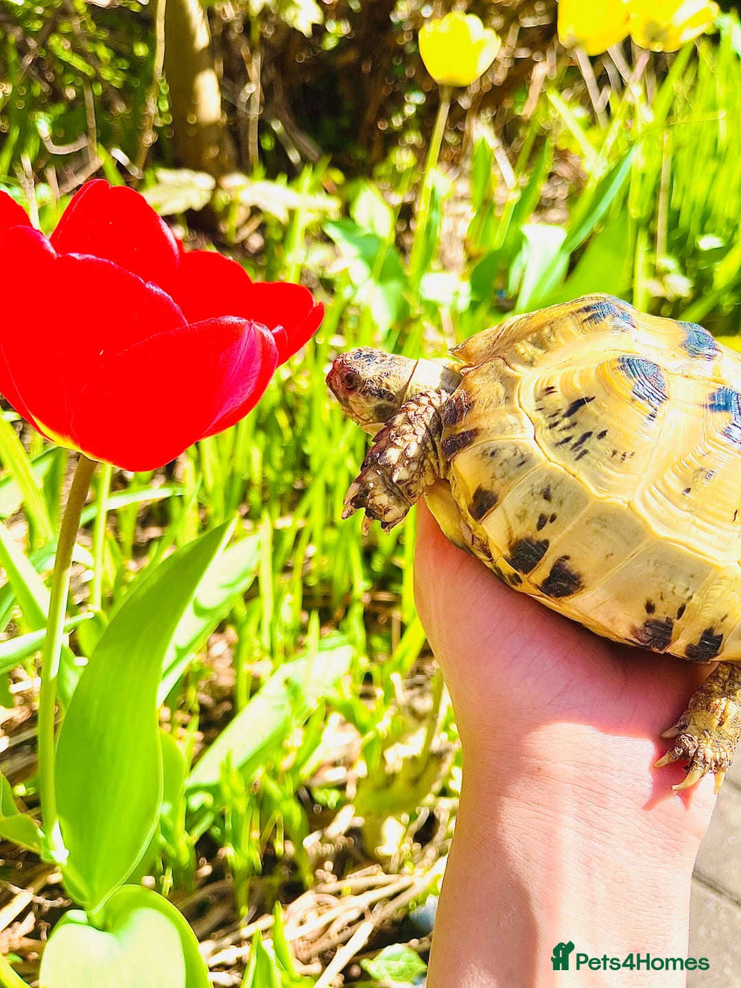 Tortoise reptiles for sale: Selling my beautiful Russian tortoise. - Image 2