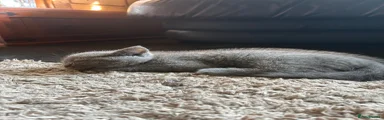 British Shorthair 1