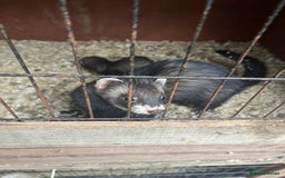 Ferret rodents for sale: Ferret kits  - Image 6