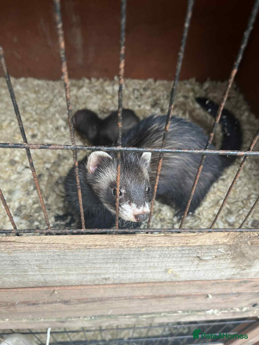 Ferret rodents for sale: Ferret kits  - Image 6