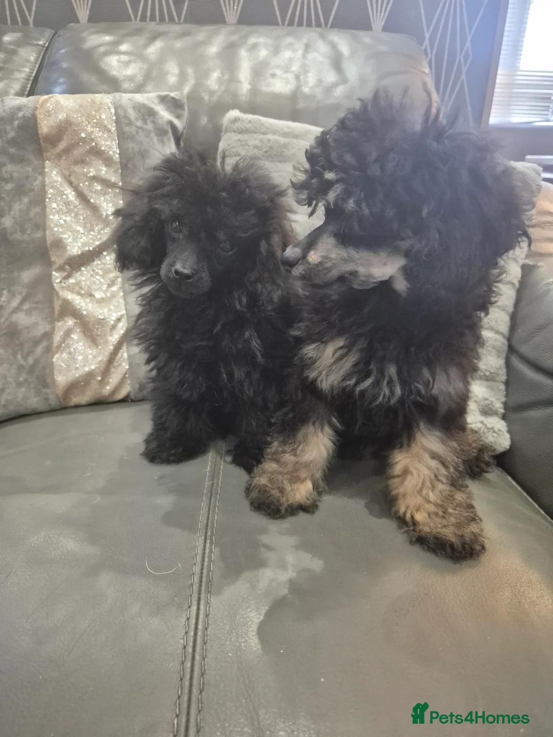 Toy Poodle dogs for sale: Poodle boys (toy x aisan) - Advert 2