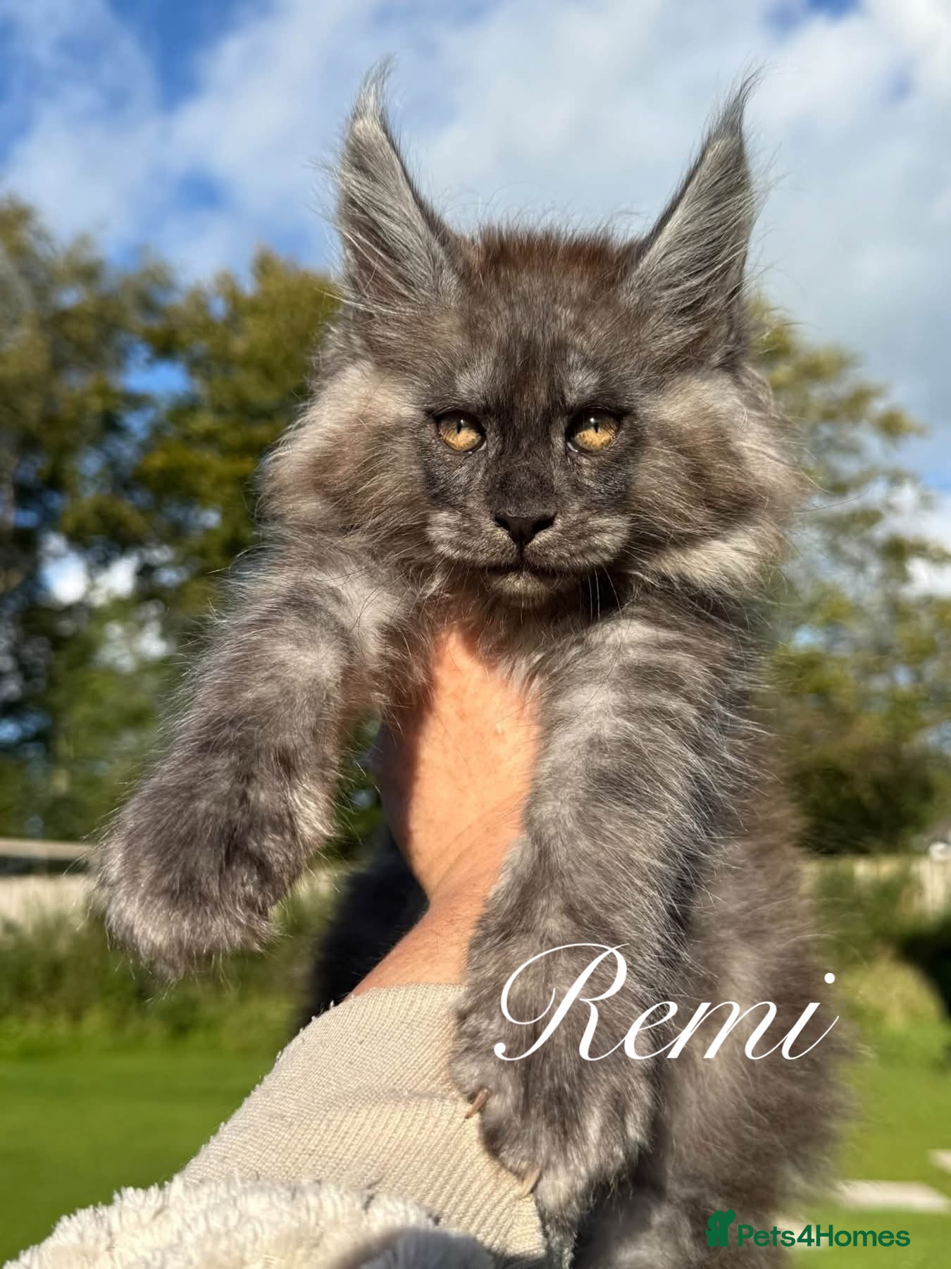 Maine Coon cats 9 STUNNING BLACK SMOKE MAINE COON CUBS  - Advert 2