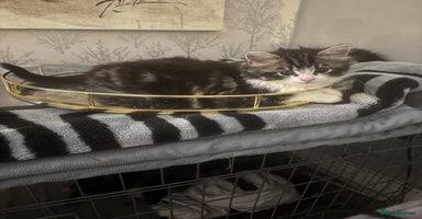 Mixed Breed cats - Advert 3