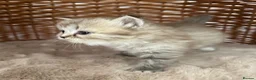 RagaMuffin cats for sale: Authentic Pure RagaMuffin Kitten - Advert 2