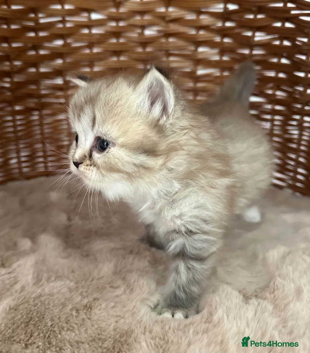 RagaMuffin cats for sale: Authentic Pure RagaMuffin Kitten - Advert 2