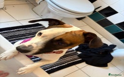 Mixed Breed dogs for sale: Bruno - Needs a New, Loving Home - Image 9