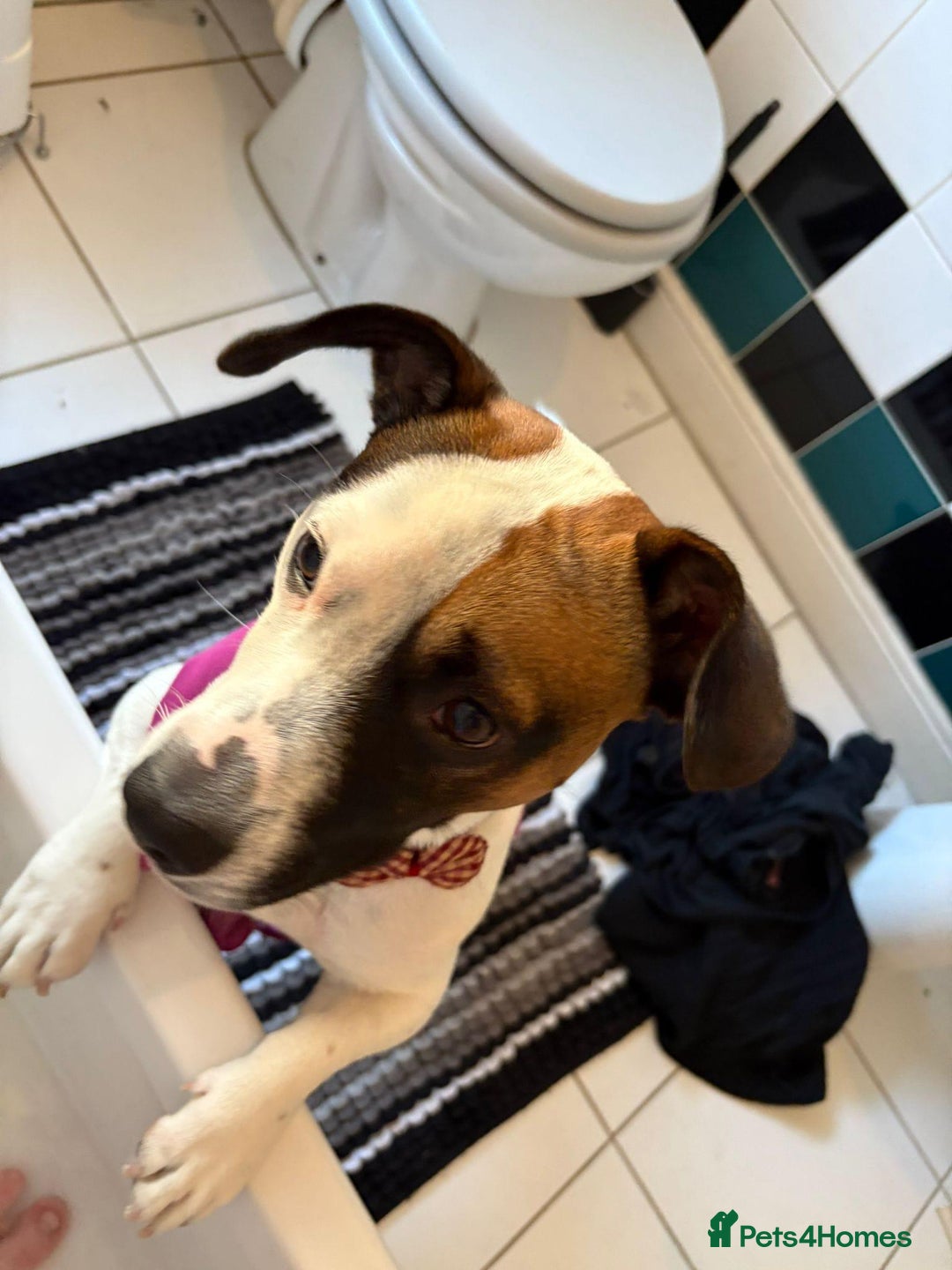 Mixed Breed dogs for sale: Bruno - Needs a New, Loving Home - Image 9
