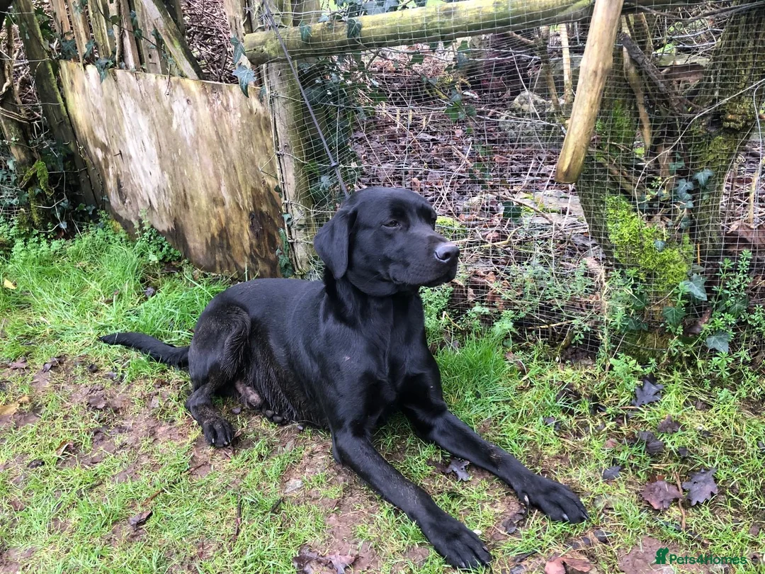 Labrador Retriever dogs for sale: Labrador Puppies Yellow and Black (due 17th April) in Bradford-on-Avon - Advert 5