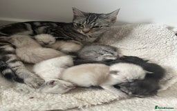 Ragdoll cats for sale: RAGDOLL X KITTENS  - Image 31