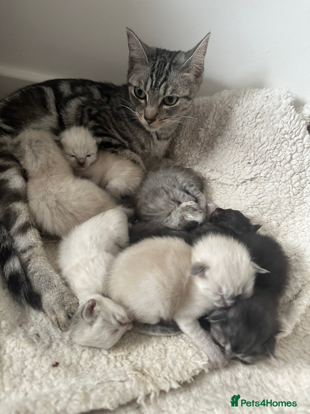 Ragdoll cats for sale: RAGDOLL X KITTENS  - Image 31