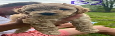 Cockapoo Puppy 3 - 