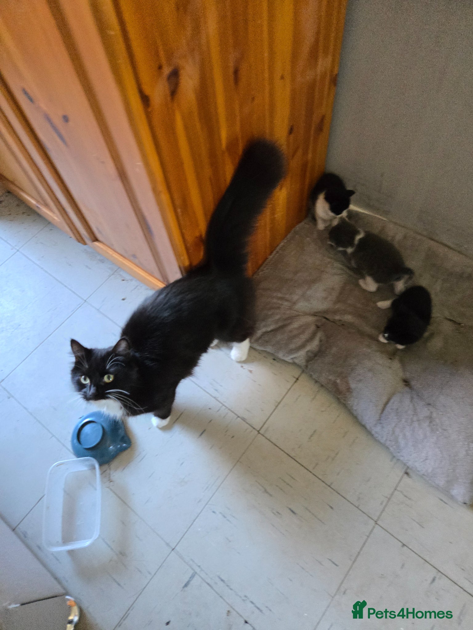 Mixed Breed cats 3 beautiful kittens for sale  - Advert 2