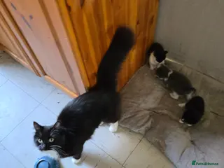 Mixed Breed cats 3 beautiful kittens for sale - Advert 2