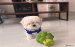 Maltese dogs for sale: 🌟Just One Left 🌟Bambelina Maltese🌟 - Image 32