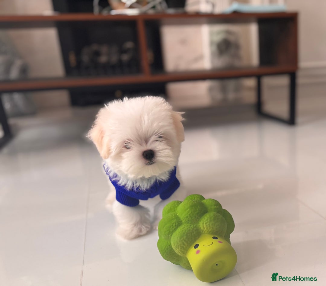 Maltese dogs for sale: 🌟Just One Left 🌟Bambelina Maltese🌟 - Image 32