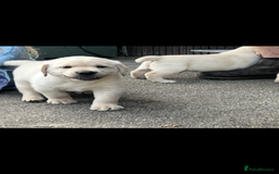Labrador Retriever dogs for sale: Exceptional quality  - Image 3