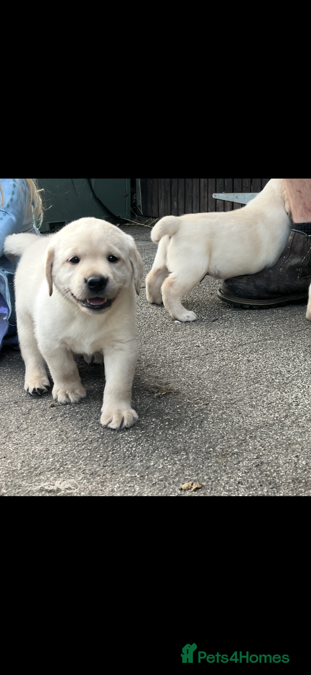 Labrador Retriever dogs for sale: Exceptional quality  - Image 3