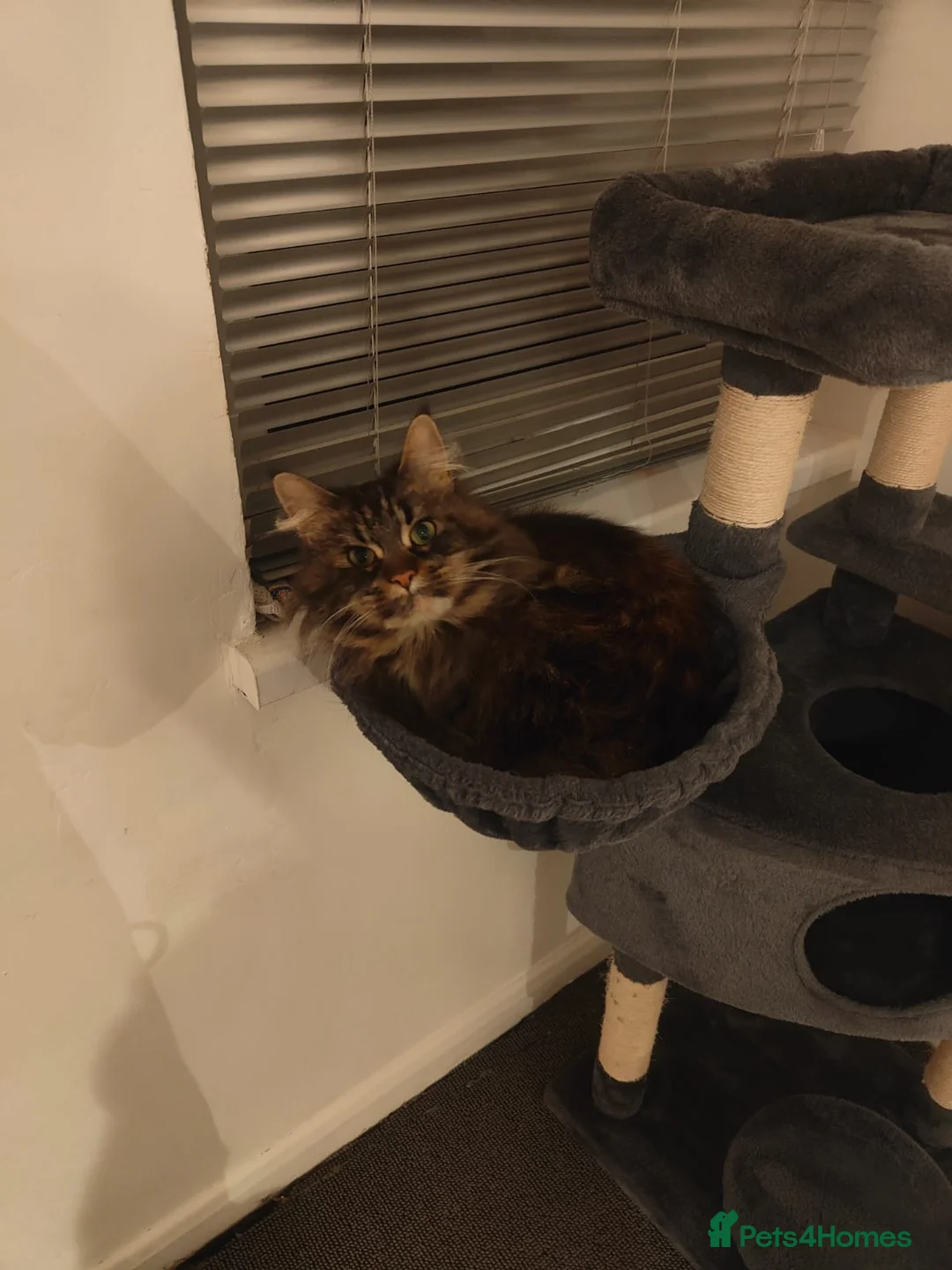 Maine Coon cats for sale: Sad Re-home Pure breed female main coon  - Advert 4