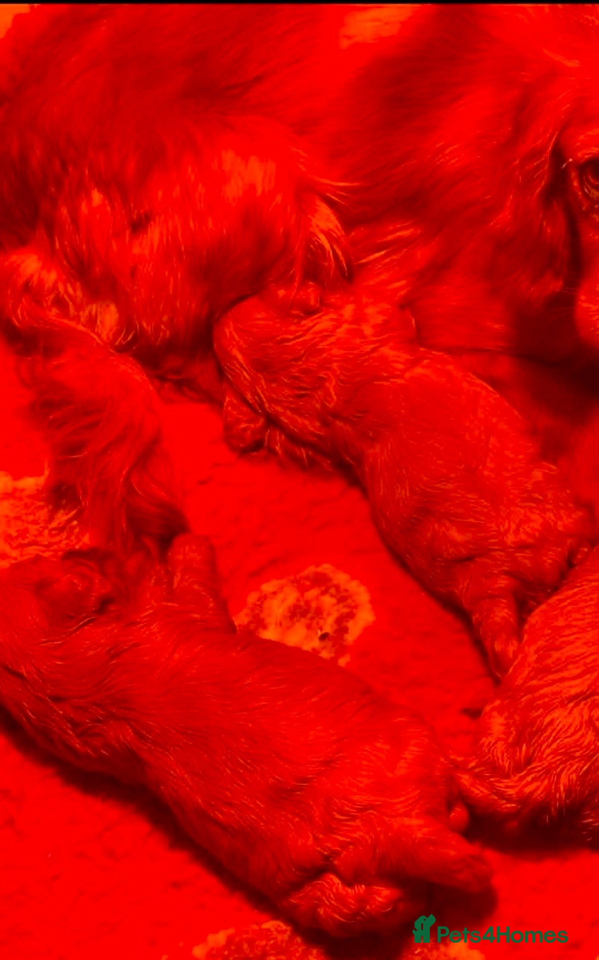 Cavapoo dogs Stunning cavapoo pups - Advert 2