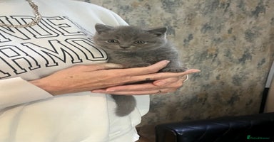 British Shorthair cats - Advert 7