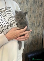 British Shorthair cats - Advert 6