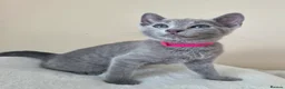 Russian Blue cats for sale: Two ⚜️Russian Blue Kittens – TICA Registered⚜️ - Advert 12