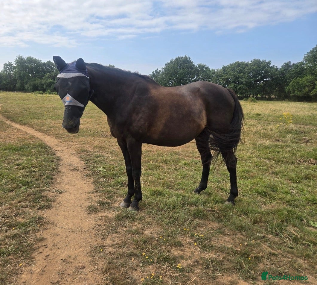 Irish Sports horses Star happy hacker/project for sale  - Advert 1
