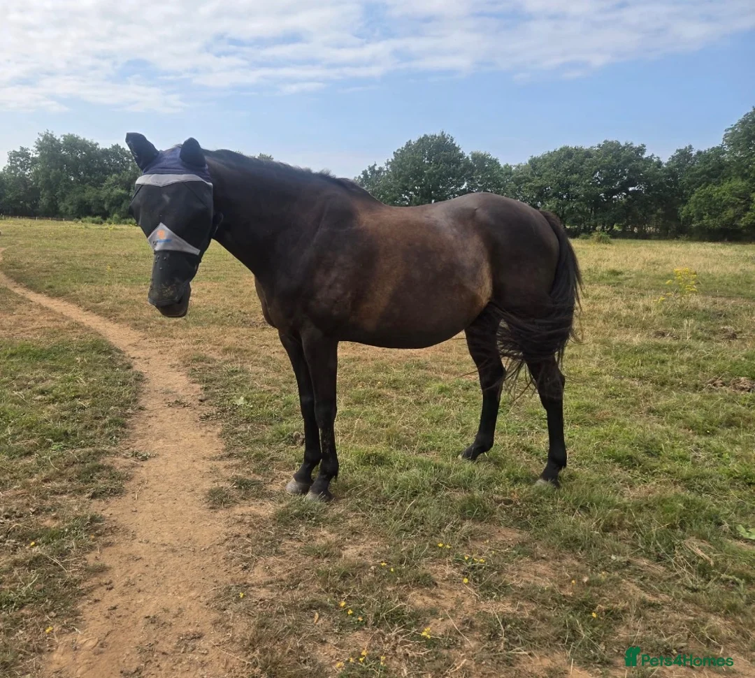 Irish Sports horses for sale: Star happy hacker/project for sale  - Advert 1