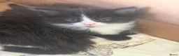 Mixed Breed cats for sale: Tuxedo and cow printed kittens in Burton-on-Trent - Advert 5