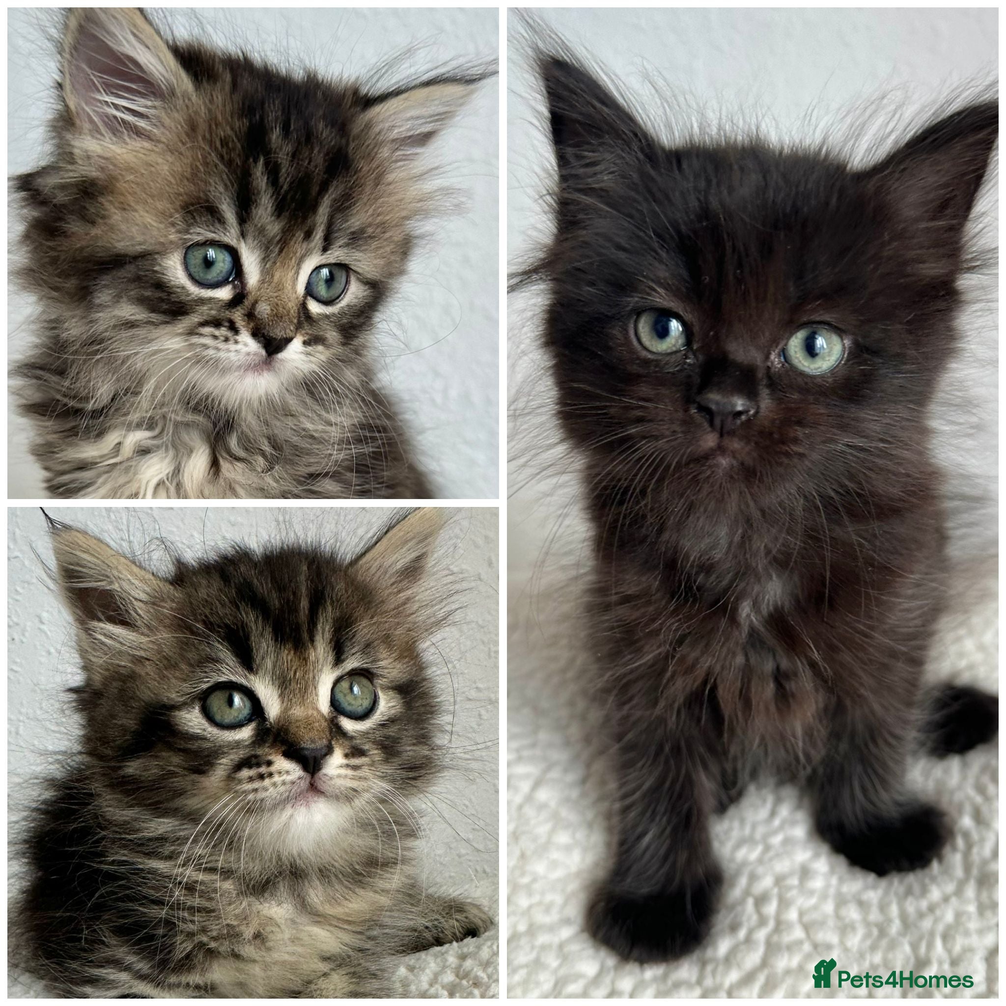 Siberian cats Beautiful Siberian Kittens - Advert 1