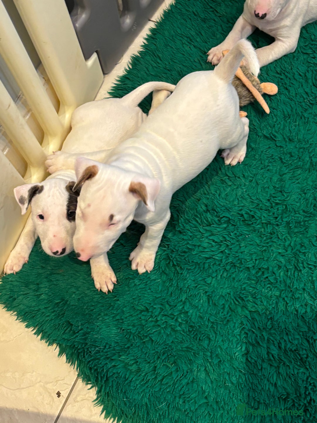 Bull Terrier dogs for sale: USA & UK Champion Bloodline English bull terriers  in Gateshead - Image 17
