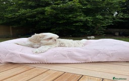 Shih Tzu dogs for sale: Stunning tiny imperial karashishi puppies - Image 22