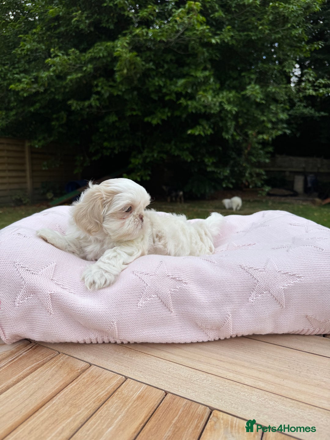 Shih Tzu dogs for sale: Stunning tiny imperial karashishi puppies - Image 22