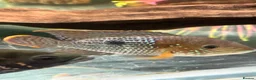 Cichlids fish for sale: Asian arowana + a load of others  in Rossendale - Advert 3