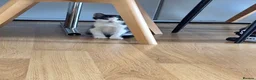 European cats for sale: Kittens  - Advert 8
