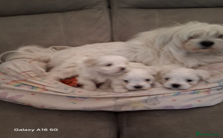 Maltese dogs - Advert 1