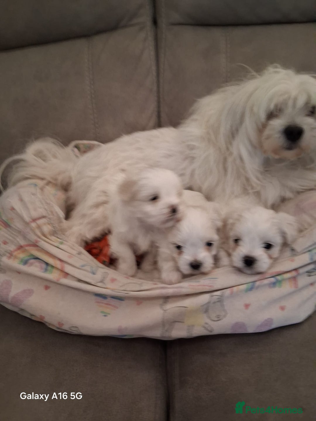 Maltese dogs for sale: Maltese puppies  - Image 1