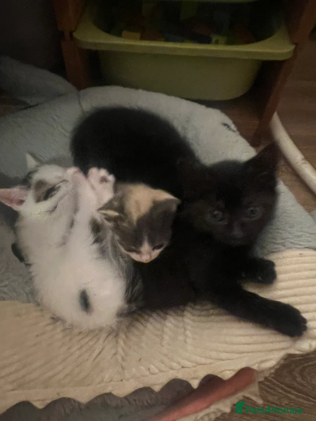 British Shorthair cats for sale: Rescue Kittnes - Advert 2